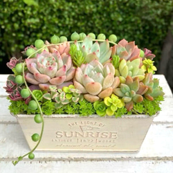 多肉植物 ☆レッドデルタ センペルビウム 抜き苗 大きい苗 多肉