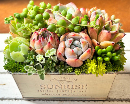 多肉植物寄せ植え アンティーク調 多肉植物寄植え 多肉植物