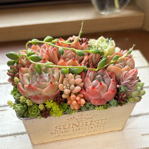 多肉植物寄せ植え アンティーク調 多肉植物寄植え 多肉植物