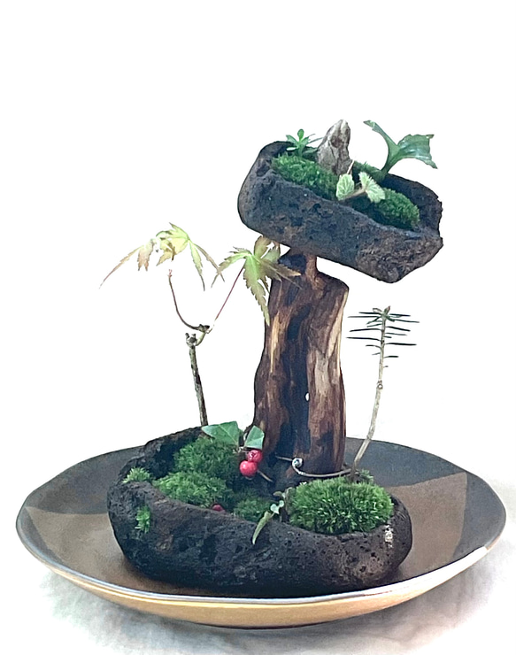 中型 直幹盆栽 苔土 苔盆景 苔盆栽 軽石 小宇宙 盆栽 moss loulan(楼蘭) 通販