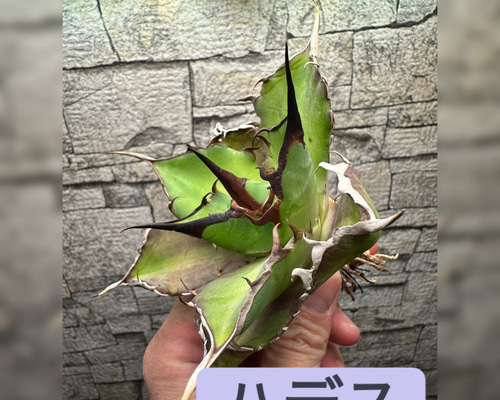 9aaa28f398e3680301840d54f9ea44