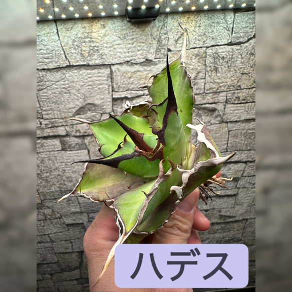 ワイルドオヤジ | 【Agave Titanota 