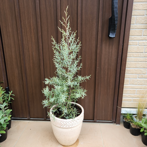 シルバーグリーンの葉が綺麗♡ブルーアイス テラコッタ鉢植え