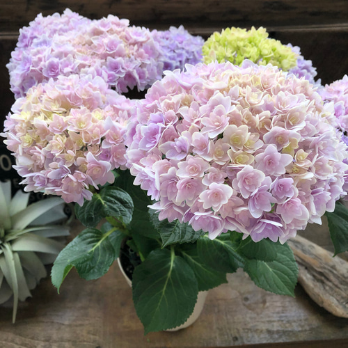 竜宮♡パープル♡アジサイ♡手毬八重咲き♡紫陽花♡ アートフラワー