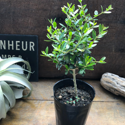 スタンド仕立て♡オリーブ♡シルベストリス♡観葉植物 アートフラワー