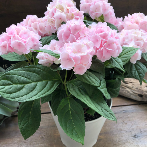 伊予獅子でまり♡5号 山アジサイ♡手鞠咲き♡紫陽花 アートフラワー