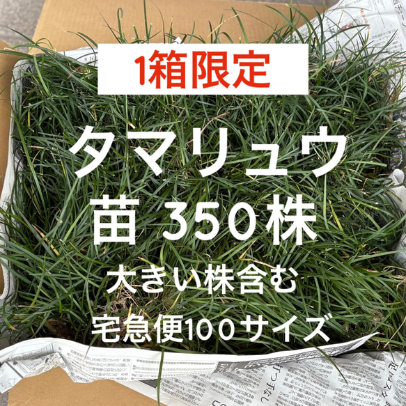 タマリュウ 苗 350株 1500g ＊ 玉竜 リュウノヒゲ グランドカバー
