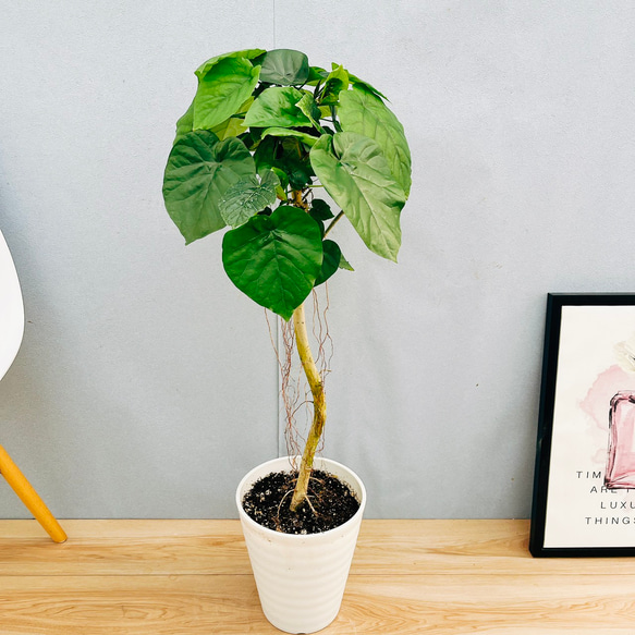 現品　フィカス　ゴムの木　ウンベラータ　23番　フィカスウンベラータ　曲がり 現品 フィカス ゴムの木 ウンベラータ 23番 フィカスウンベラータ