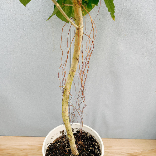 現品］A フィカスウンベラータ曲がり7号観葉植物室内可愛い