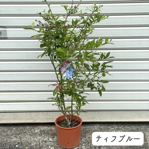 上質苗・実付き】 ブルーベリー 苗木 果樹 果実 苗 バルドウィン