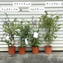 上質苗・実付き】 ブルーベリー 苗木 果樹 果実 苗 バルドウィン