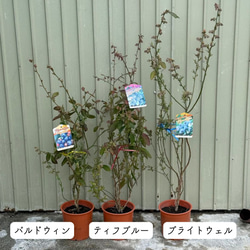 上質苗・実たくさんあり】 ブルーベリー 苗木 果樹 果実 苗