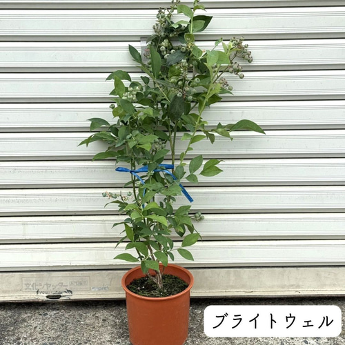 上質苗・実付き】 ブルーベリー 苗木 果樹 果実 苗 バルドウィン