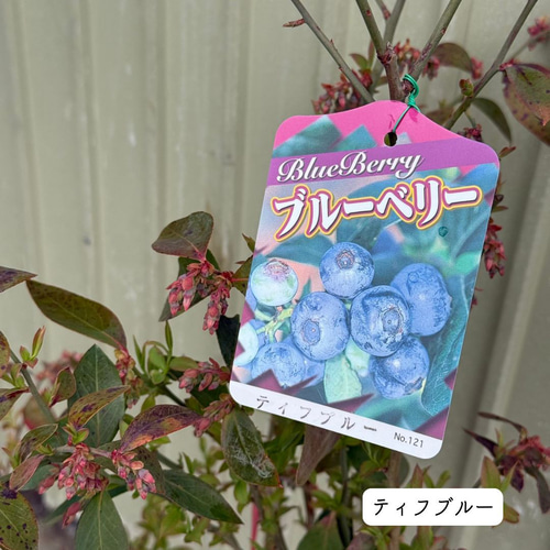 上質苗・蕾たくさんあり】 ブルーベリー 苗木 果樹 果実 苗