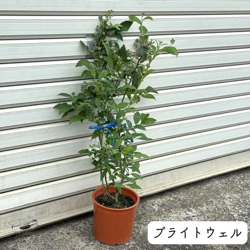 上質苗・実付き】 ブルーベリー 苗木 果樹 果実 苗 バルドウィン