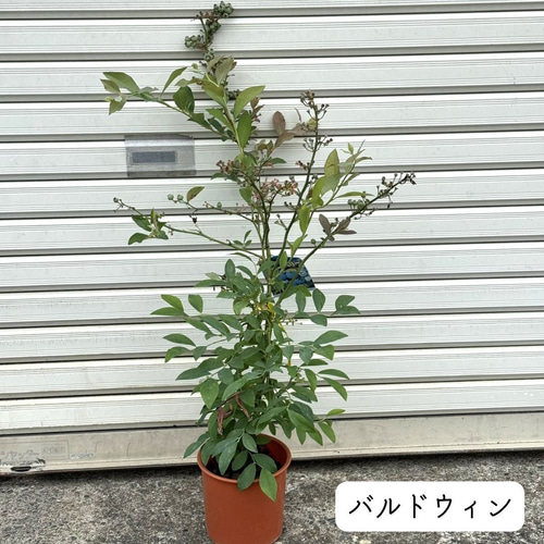 上質苗・実付き】 ブルーベリー 苗木 果樹 果実 苗 バルドウィン
