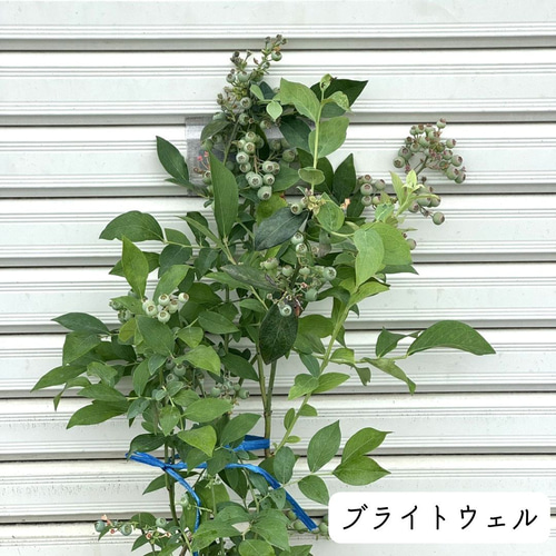 上質苗・実付き】 ブルーベリー 苗木 果樹 果実 苗 バルドウィン