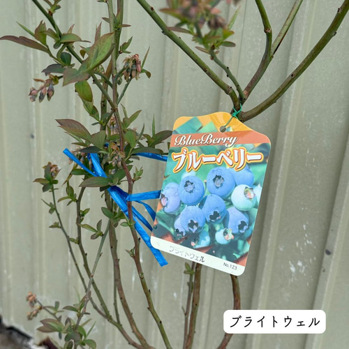 上質苗・蕾たくさんあり】 ブルーベリー 苗木 果樹 果実 苗