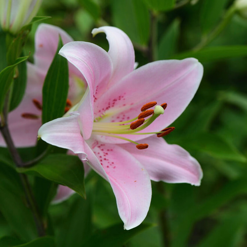 5,500『Pure Lilies〜百合リリー』ユリの花 墨絵アート 水墨画