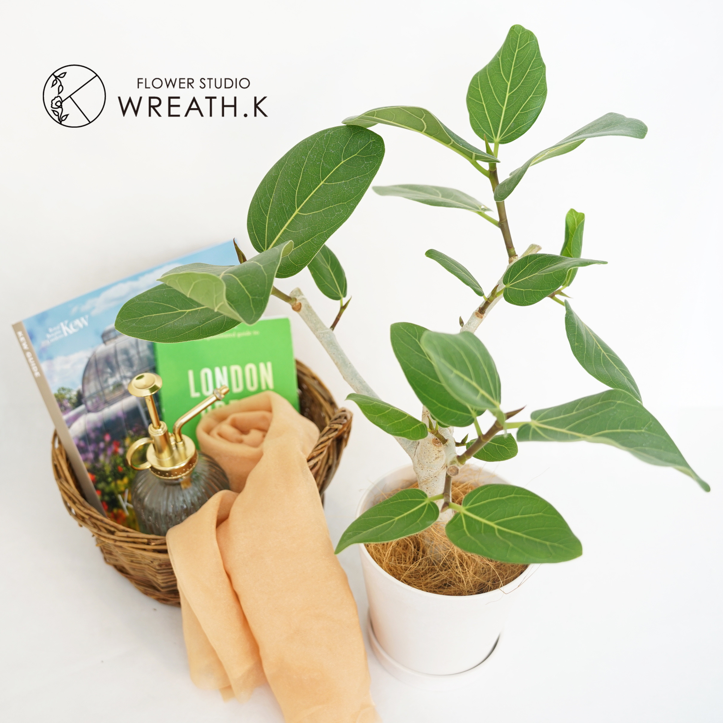 【送料込み】☆すぐに飾れるストーン風プラ鉢付きオシャレな観葉植物☆フィカスベンガレンシス（4号）