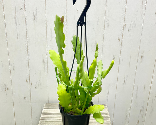 希少】エピフィラム ビーバーテール 観葉植物 吊り下げ 観葉植物