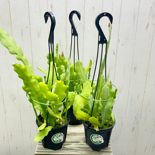 希少】エピフィラム ビーバーテール 観葉植物 吊り下げ 観葉植物