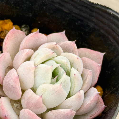 ホワイトザラゴーサ(2-91)＊多肉植物＊抜き苗 多肉植物 ＊N