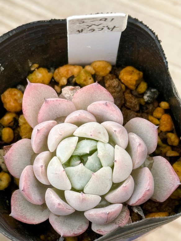 [定休日以外毎日出荷中] ホワイトザラゴーサ(2-91)＊多肉植物＊抜き苗 多肉植物 ＊N エケベリア・セダム