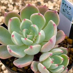 子沢山♡⃛七福美尼(6-25)＊多肉植物＊抜き苗 多肉植物 ＊N＊ 通販