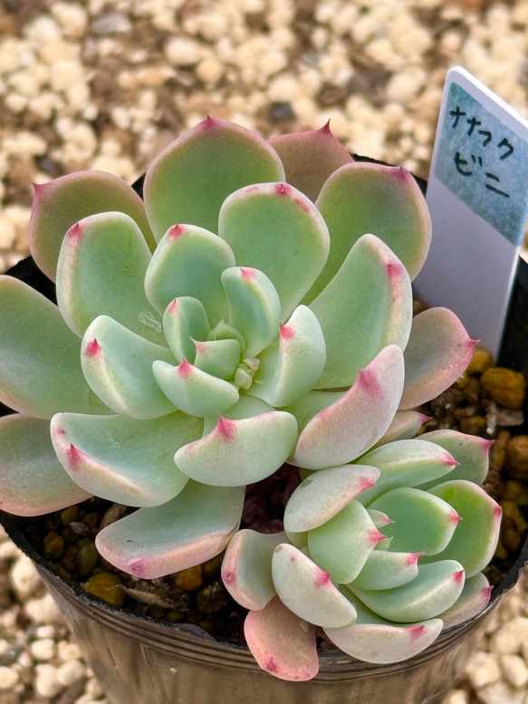 子沢山♡⃛七福美尼(6-25)＊多肉植物＊抜き苗 多肉植物 ＊N＊ 通販