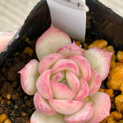 はなのばら*エケベリア*多肉植物*抜き苗 多肉植物 *N* 通販 はなのばら*エケベリア*多肉植物*抜き苗 多肉植物 *N* 通販