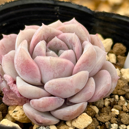 ピュアラブ＊エケベリア＊多肉植物＊抜き苗 多肉植物 ＊N＊ 通販