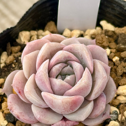 ピュアラブ＊エケベリア＊多肉植物＊抜き苗 多肉植物 ＊N＊ 通販