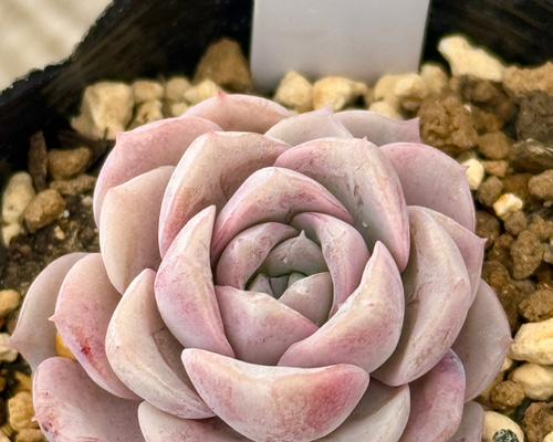 64. 多肉植物 ピュアラブ 800円【抜き苗】 64. 多肉植物 ピュアラブ 800円【抜き苗】 - メルカリ