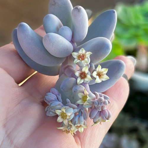 ぷくぷく星美人＊多肉植物＊抜き苗 多肉植物 ＊N＊ 通販