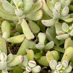 多肉植物 デレッセーナ×メキジャイ 抜き苗 多肉植物 デレッセーナ