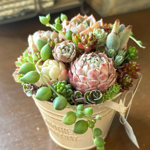 ★多肉植物　寄せ植え〜ブリキ　ハット寄せ〜★ ☆多肉植物 寄せ植え〜ブリキ ハット寄せ〜☆ 観葉 植物 寄せ 植え