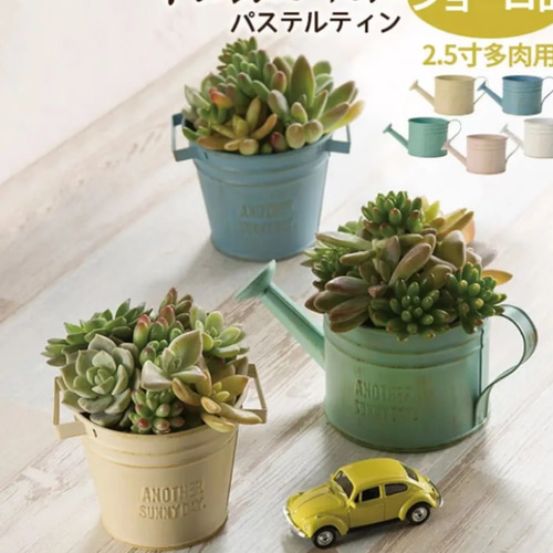多肉植物寄せ植え そのまま飾れる オレンジのブリキポット