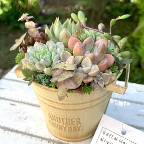 可愛い寄せ植え 多肉植物寄せ植え ブリキポット イエロー 取っ手