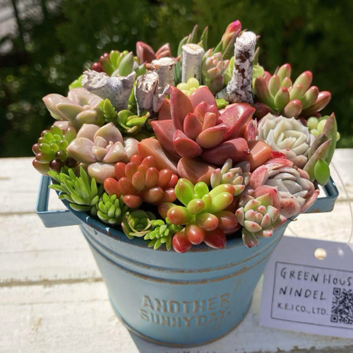 可愛い寄せ植え 多肉植物寄せ植え ブリキポット イエロー 取っ手