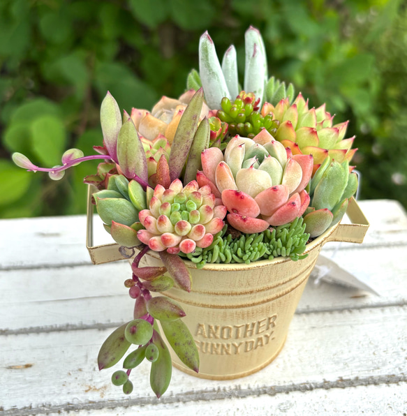 ★多肉植物　寄せ植え〜ブリキ　ハット寄せ〜★ 可愛い寄せ植え 多肉植物寄せ植え ブリキポット イエロー 取っ手付き