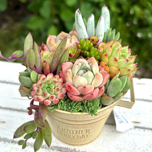 可愛い寄せ植え 多肉植物寄せ植え ブリキポット イエロー 取っ手付き