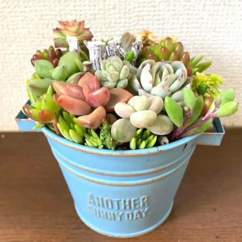 多肉植物寄せ植え　そのまま飾れる　オレンジのブリキポット♪︎* 多肉植物寄せ植え そのまま飾れる オレンジのブリキポット