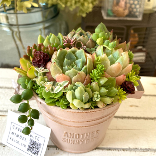 可愛い寄せ植え 多肉植物寄せ植え ブリキポット イエロー 取っ手