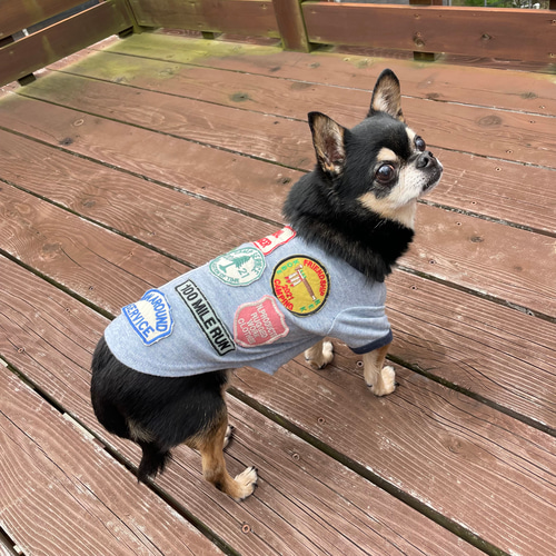 犬服 ワッペンTシャツ 杢ブルー ペット服・アクセサリー ネック