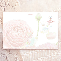 Rose Garden2　ポストカード 3枚セット 2枚目の画像
