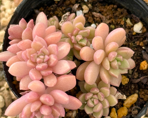 だるま秀麗×スプリングワンダー＊多肉植物＊抜き苗 多肉植物 ＊N