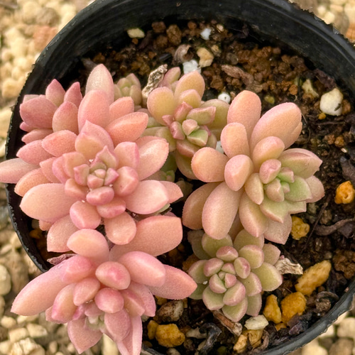 だるま秀麗×スプリングワンダー＊多肉植物＊抜き苗 多肉植物 ＊N