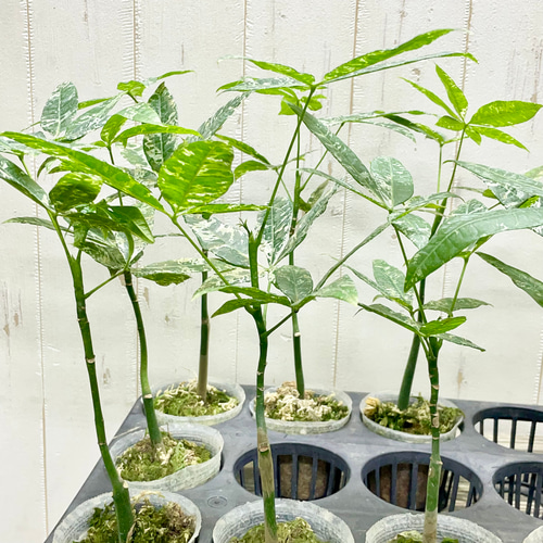 希少 実生 国内発芽育成株 パキラ ミルキーウェイ 5号 | PLANTS