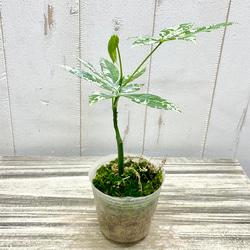 希少 実生 国内発芽育成株 テーブルサイズ パキラ ミルキーウェイ 2枚目の画像